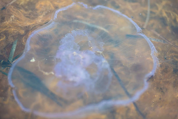 istock jellyfish at beach sand 507747215