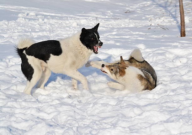 Ohotnichii dogs stock photo