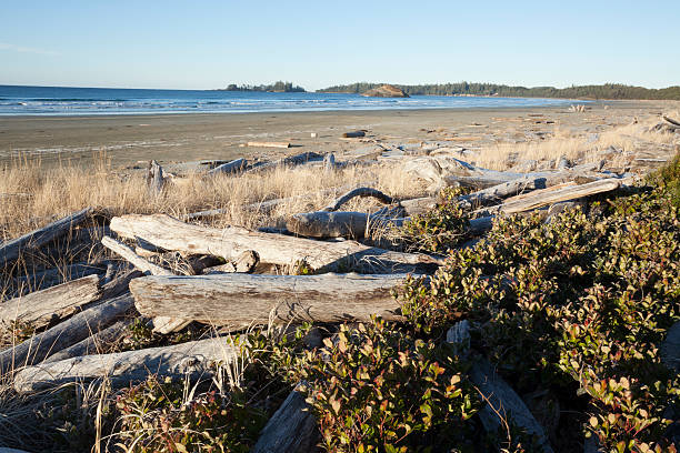 istock Pacific Rim National Park 507747447