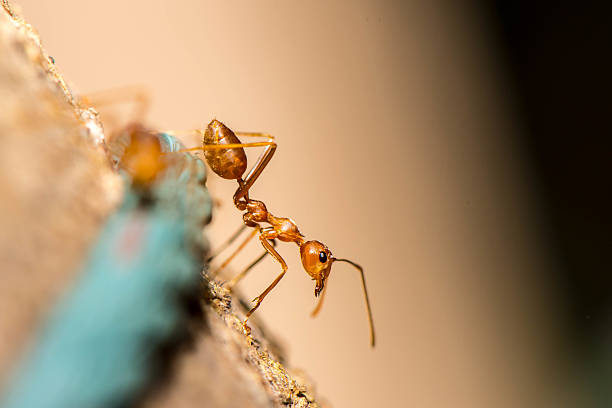 istock Red ant on the tree by close-up on ant body 507747592