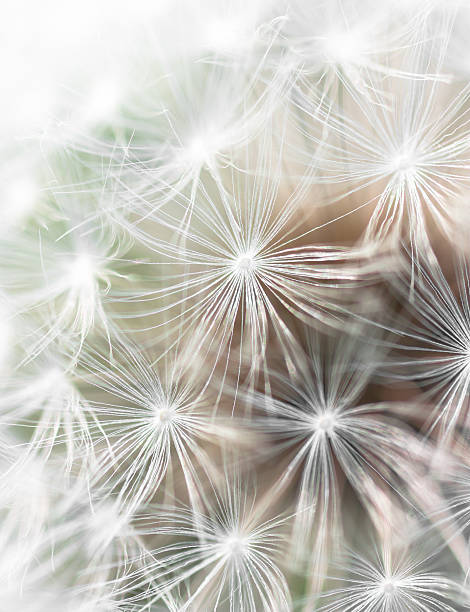 istock Close up of dandelion fluff 507748007