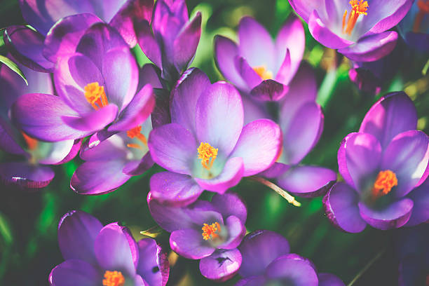 crocus flores na primavera - single flower flower crocus spring - fotografias e filmes do acervo