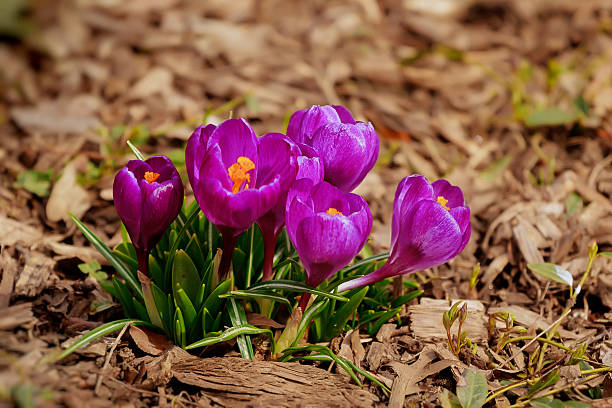 istock Spring snowdrops blossomflower, floral, nature, spring, snowdrop, green 507748352