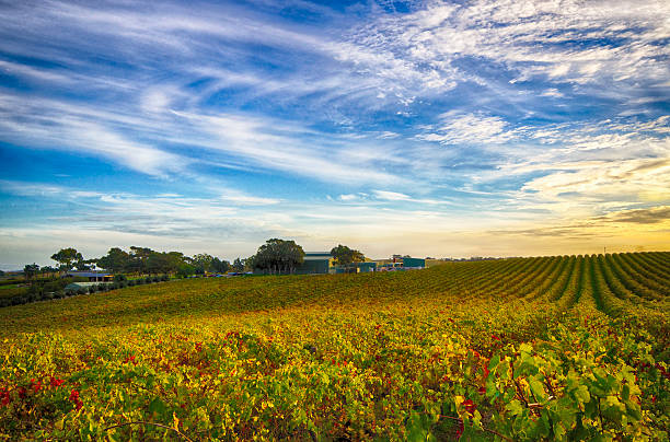 istock McLaren Vale vineyard and house 507748561