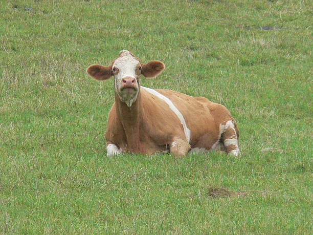istock Cows in pasture Hudson Valley New York 507748658