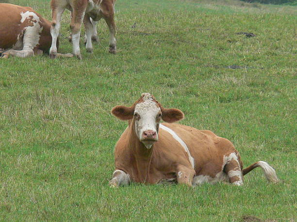 istock Cows in pasture Hudson Valley New York 507748688