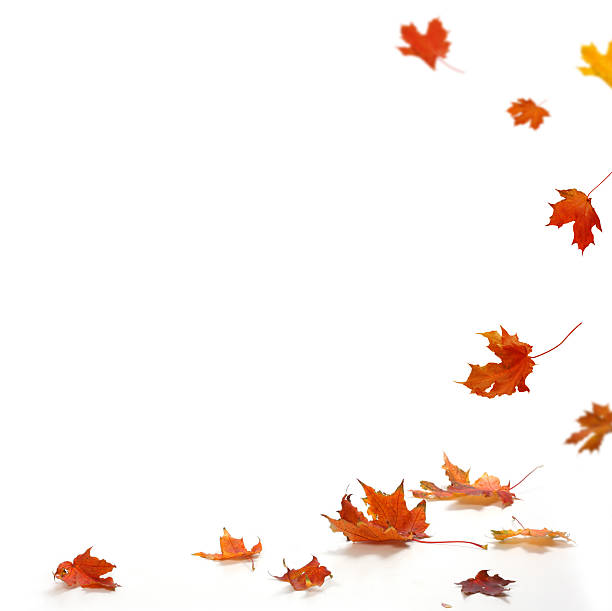 istock Isolated autumn leaves 507748869