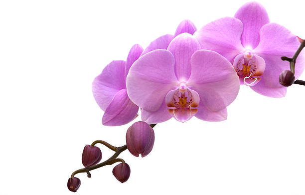 istock Light violet orchid, close-up, isolated on white, with clipping path. 507749057
