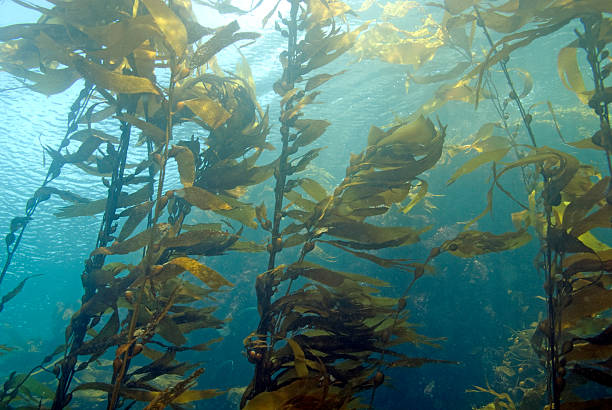 istock Seaweed kelp forest at Catalina Island 507749276