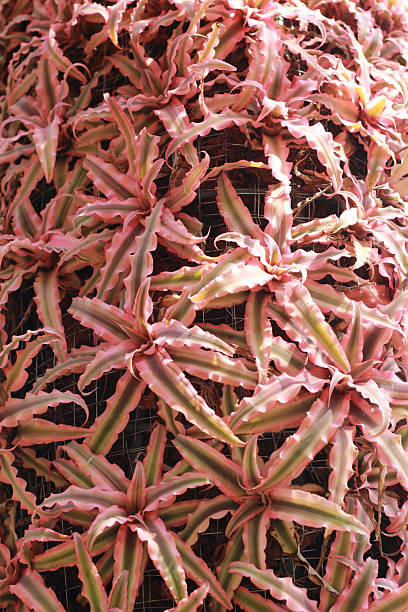 istock Bromeliad flowers in the nature 507749731