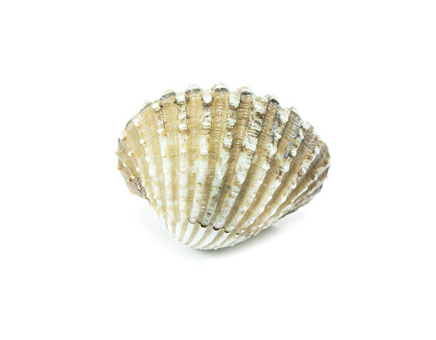 istock fresh cockles  on white background 507750214