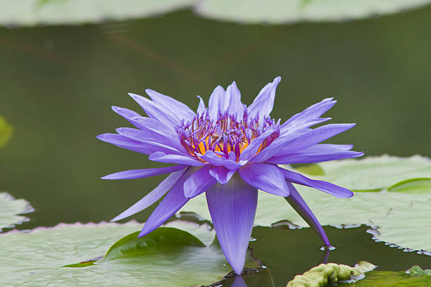 istock beautiful waterlily or lotus flower. 507750713