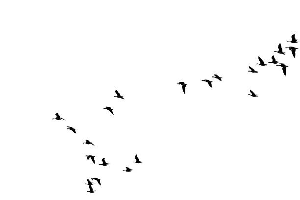 The photograph of a isolated flock of wild geese in flight formation.