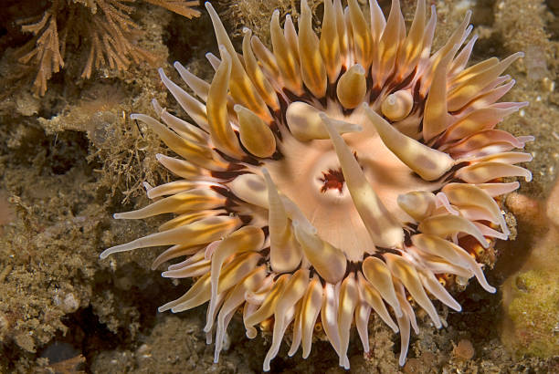 istock Sea anemone at California reef 507751006