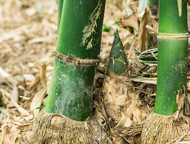 istock Shoot of Bamboo in the rain forest 507751059