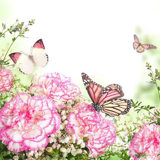 Bouquet of pink roses and butterfly stock photo