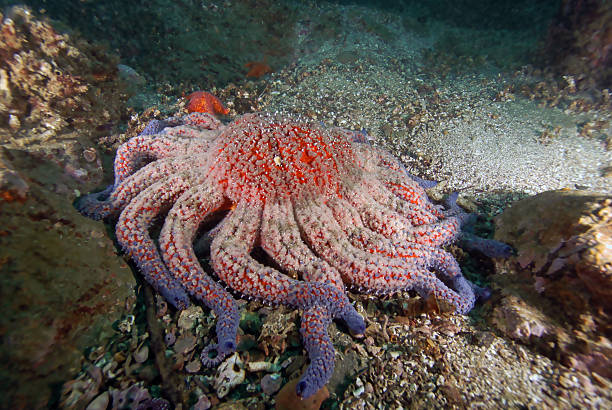 istock Starfish sun star at California reef 507751576