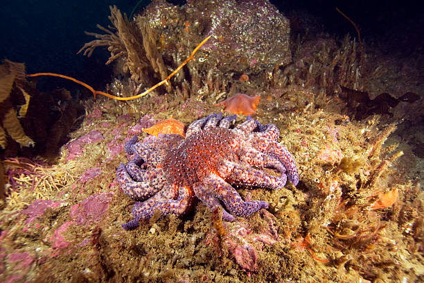 istock Starfish and sun star at kelp forest 507751742