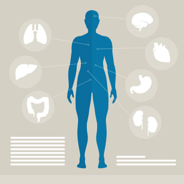 illustrazioni stock, clip art, cartoni animati e icone di tendenza di vettore organi umani - biomedical illustration