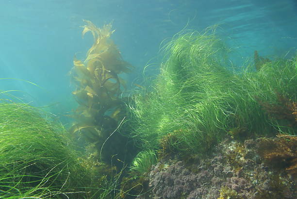 istock Kelp and sea grass at Laguna Beach 507753316