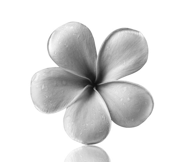 istock frangipani flower isolated white background 507753689