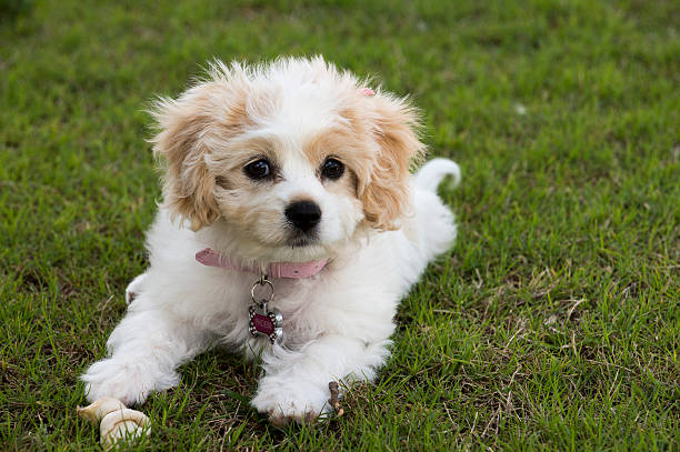 Happy Cavachon Mixed Breed Puppy stock photo