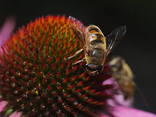 Outdoor close up photography from a flower fly on purple coneflower blossom.