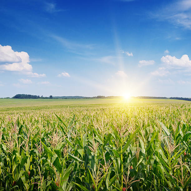 istock sunrise over the  field 507754157