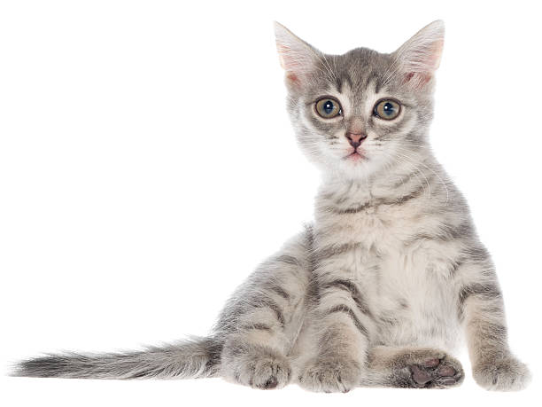 istock British shorthair tabby kitten sitting isolated 507754180