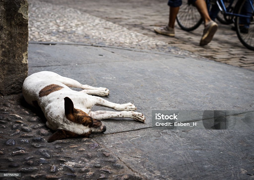 Sleeping Street Dog Sleeping street dog resting on the pavement Absence Stock Photo