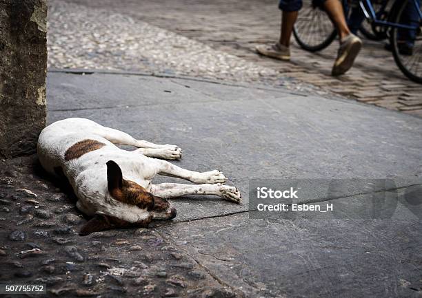 Sleeping Street Dog Stock Photo - Download Image Now - Absence, Animal, Brown