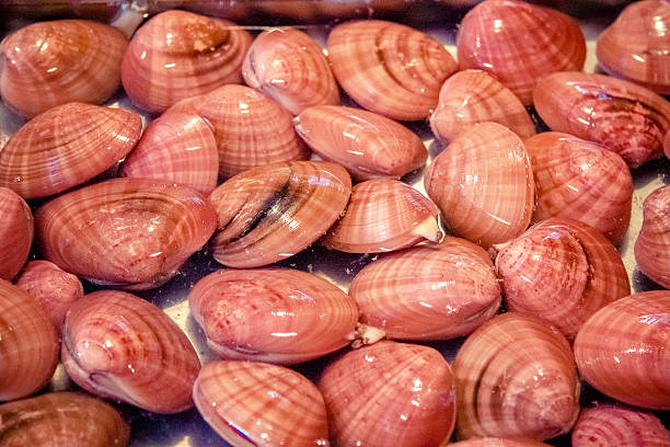 clams at fish market stock photo