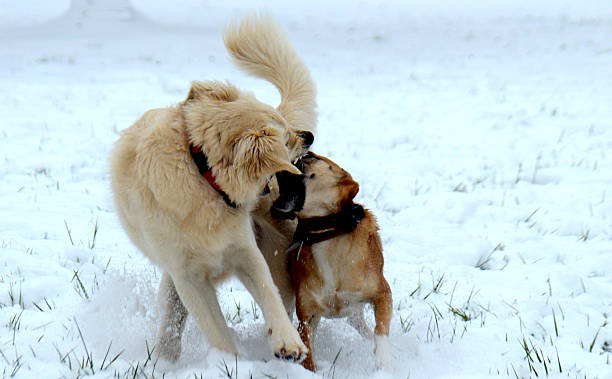 istock Two Dogs Fighting in the Snow 507758092