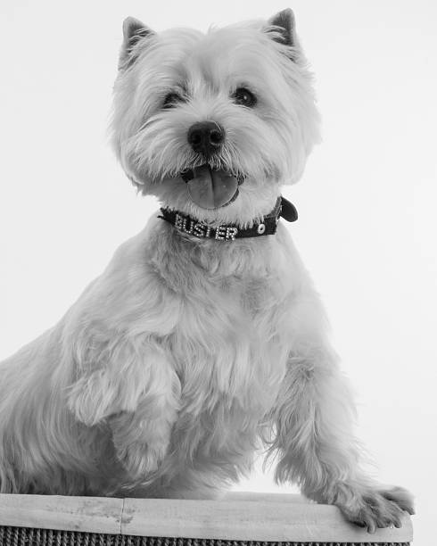 istock Highland Terrier Portrait 507758948