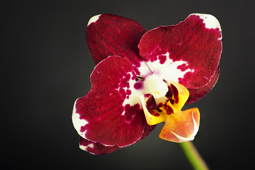 Beautiful Red Orchid Flower on black background. Extreme macro close-up.
