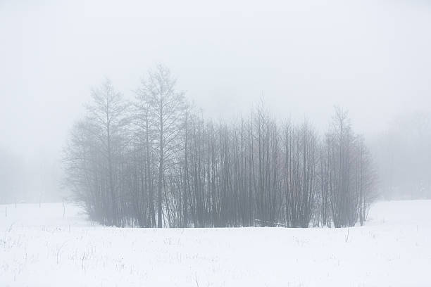 istock The trees in winter 507759058