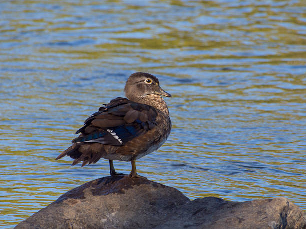 istock Wood duck on rock 507759296