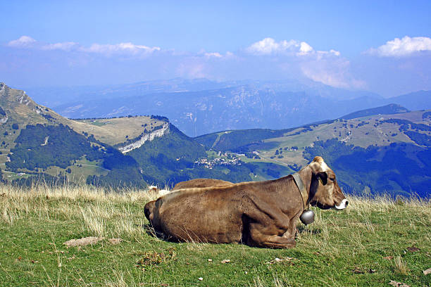 istock Cow with Cowbell 507759690
