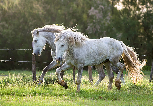 istock White Camargue Horses 507759716