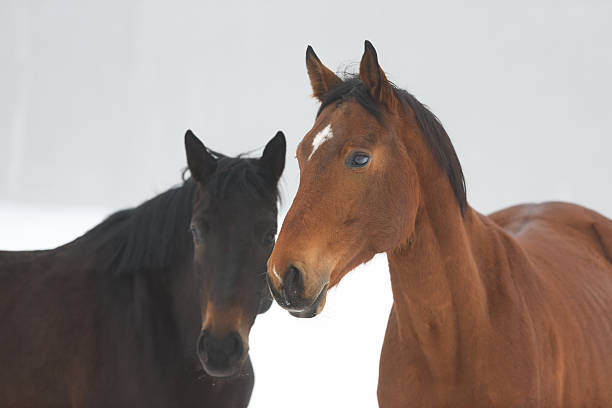 istock Two horses in winter 507760050