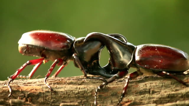 Rhino beetle,Fighting in nature