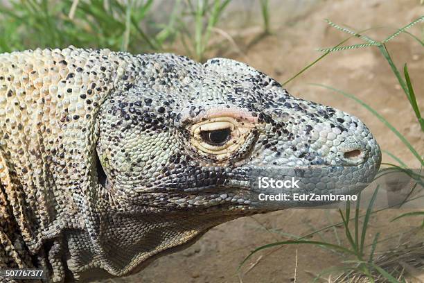 Komodo Dragon Head Stock Photo - Download Image Now - Animal, Animal Wildlife, Close-up