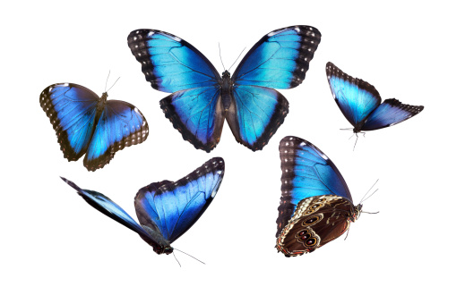 Mariposa en tonos azul.  Pañuelo photo