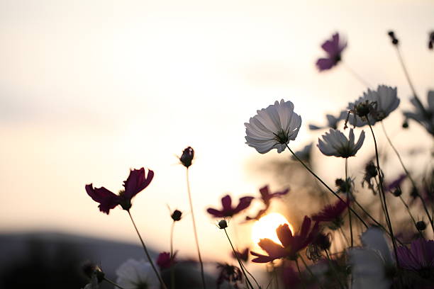istock white cosmos flower in sunrise 507767809