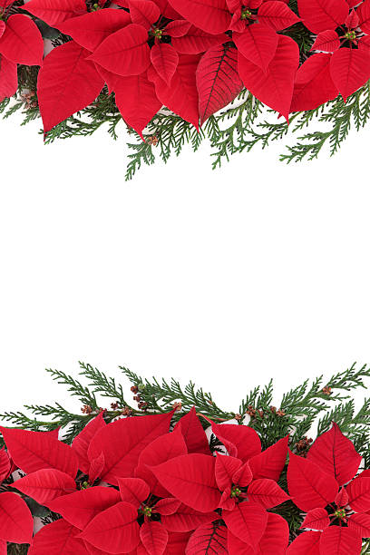 istock Poinsettia Flower Border 507768901