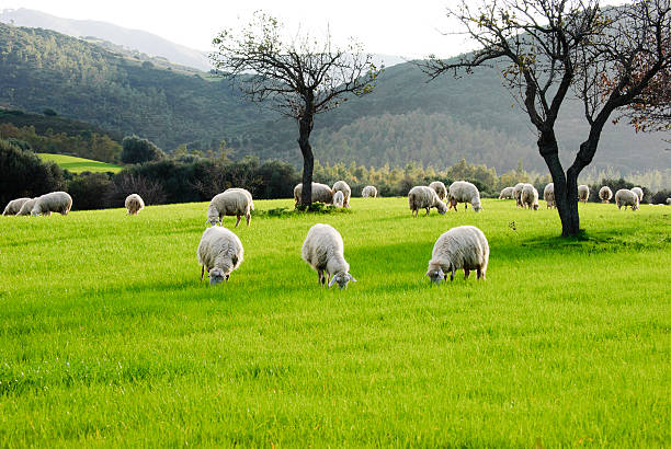 ovelhas - lamb merino sheep sheep horizontal - fotografias e filmes do acervo