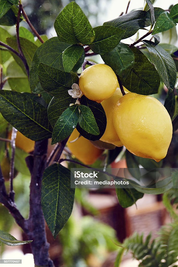 Lemon tree Lemon tree growing in a greenhouse Greenhouse Stock Photo