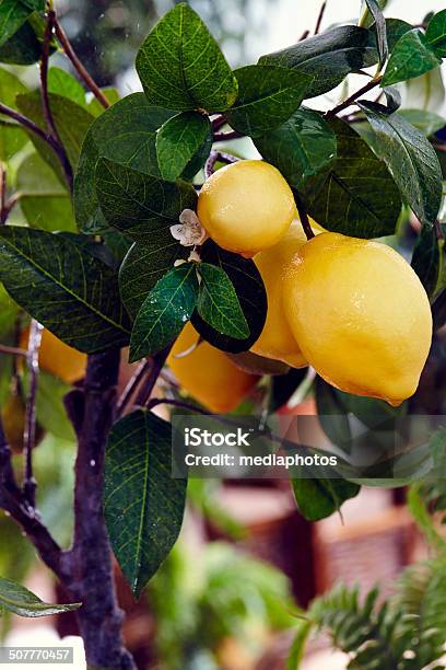 Lemon Tree Stock Photo - Download Image Now - Greenhouse, Agriculture, Branch - Plant Part