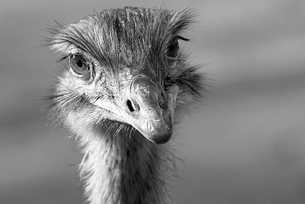 istock Nandu Portrait 507770527