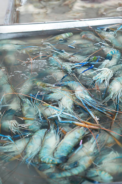 istock Fresh shrimp  in market 507771697